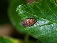 Kleidocerys resedae 1, Foto Fitis-Sytske Dijksen