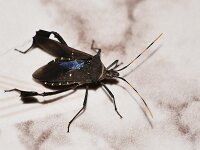 Leptoglossus gonagra