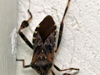 Leptoglossus occidentalis 20, Bladpootrandwants, Saxifraga-Tom Heijnen