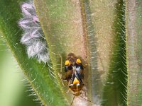 Liocoris tripustulatus 6, Brandnetelblindwants, Saxifraga-Rutger Barendse