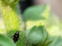 Liocoris tripustulatus 7, Brandnetelblindwants, Saxifraga-Ben Delbaere