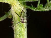Macrosiphoniella millefolii 4, Duizendbladgalluis-Saxifraga-Luc Hoogenstein : Lunetten