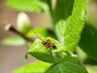 Miris striatus 13, Geribde prachtblindwants, Saxifraga-Ben Delbaere