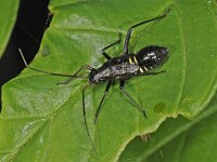 Miris striatus 4, Geribde prachtblindwants, Saxifraga-Ab H Baas
