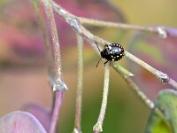 Nezara viridula 15, Zuidelijke groene schildwants, Saxifraga-Tom Heijnen