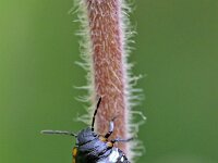 Nezara viridula 28, Zuidelijke groene schildwants, Saxifraga-Tom Heijnen