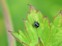 Nezara viridula 41, Zuidelijke groene schildwants, Saxifraga-Tom Heijnen