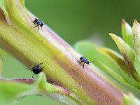 Nezara viridula 57, Zuidelijke groene schildwants, Saxifraga-Tom Heijnen