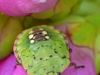 Nezara viridula 69, Zuidelijke groene schildwants, Saxifraga-Tom Heijnen