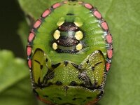 Nezara viridula 86, Zuidelijke groene schildwants, Saxifraga-Tom Heijnen