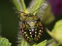 Nezara viridula 87, Zuidelijke groene schildwants, Saxifraga-Tom Heijnen
