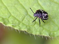 Nezara viridula 88, Zuidelijke groene schildwants, Saxifraga-Tom Heijnen