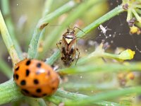 Orthops basalis 3, Variabele dwergschaduwwants, Saxifraga-Tom Heijnen