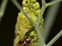 Orthops basalis 4, Variabele dwergschaduwwants, Saxifraga-Tom Heijnen