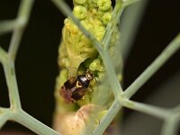Orthops basalis 5, Variabele dwergschaduwwants, Saxifraga-Tom Heijnen