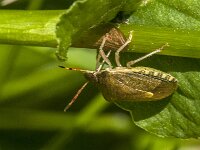 Peribalus strictus 10, Zuidelijke schildwants, Saxifraga-Jan van der Straaten