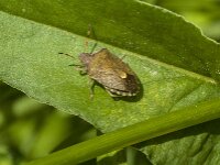 Peribalus strictus 7, Zuidelijke schildwants, Saxifraga-Jan van der Straaten