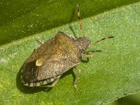 Peribalus strictus 8, Zuidelijke schildwants, Saxifraga-Jan van der Straaten