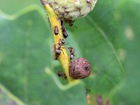 Phyllaphis fagi 1, Eikenbladluis, Saxifraga-Tom Heijnen