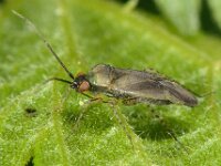 Plagiognathus arbustorum 6, Streepdijblindwants, Saxifraga-Ab H Baas