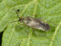 Plagiognathus arbustorum 7, Streepdijblindwants, Saxifraga-Ab H Baas