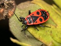 Pyrrhocoris apterus 34, Vuurwants, Saxifraga-Tom Heijnen