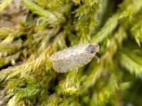 Tachycixius pilosus 11, Saxifraga-Ben Delbaere