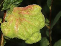 Tetraneura ulmi 2, Iepengrasluis, Saxifraga-Sytske Dijksen