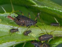 Uroleucon cirsii