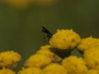 Agathidinae sp 6, Saxifraga-Jan van der Straaten