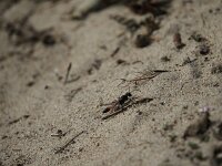 Ammophila sabulosa, Red Banded Sand Wasp