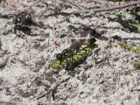 Ammophila sabulosa 12, Grote rupsendoder with caterpillar Sphinx pinastri, Saxifraga-Willem van Kruijsbergen