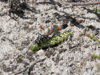 Ammophila sabulosa 13, Grote rupsendoder with caterpillar Sphinx pinastri, Saxifraga-Willem van Kruijsbergen