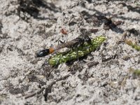 Ammophila sabulosa 14, Grote rupsendoder with caterpillar Sphinx pinastri, Saxifraga-Willem van Kruijsbergen