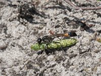 Ammophila sabulosa 16, Grote rupsendoder with caterpillar Sphinx pinastri, Saxifraga-Willem van Kruijsbergen