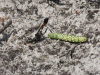 Ammophila sabulosa 18, Grote rupsendoder with caterpillar Sphinx pinastri, Saxifraga-Willem van Kruijsbergen