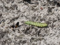 Ammophila sabulosa 21, Grote rupsendoder with caterpillar Sphinx pinastri, Saxifraga-Willem van Kruijsbergen