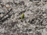 Ammophila sabulosa 26, Grote rupsendoder with caterpillar Sphinx pinastri, Saxifraga-Willem van Kruijsbergen