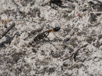 Ammophila sabulosa 35, Grote rupsendoder, Saxifraga-Willem van Kruijsbergen