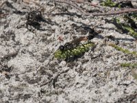 Ammophila sabulosa 47, Grote rupsendoder with caterpillar Sphinx pinastri, Saxifraga-Willem van Kruijsbergen