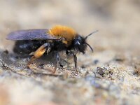 Andrena clarkella 3, Zwart-rosse zandbij, Saxifraga-Lieven Decrick