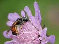 Andrena hattorfiana 7, Knautiabij, Saxifraga-Lieven Decrick
