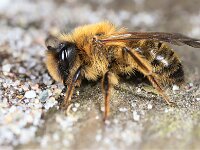 Andrena praecox