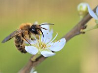 Andrena praecox 2, Vroege zandbij, Saxifraga-Lieven Decrick