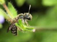 Andrena viridescens