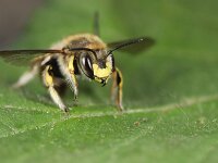 Anthidium manicatum 20, Grote wolbij, Saxifraga-Lieven Decrick