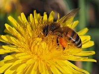 Apis mellifera 24, Honingbij, Saxifraga-Hans Dekker