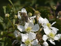 Apis mellifera 25, Honingbij, Saxifraga-Jan van der Straaten