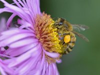 Apis mellifera 30, Honingbij, Saxifraga-Tom Heijnen