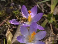Apis mellifera 37, Honingbij, Saxifraga-Jan van der Straaten